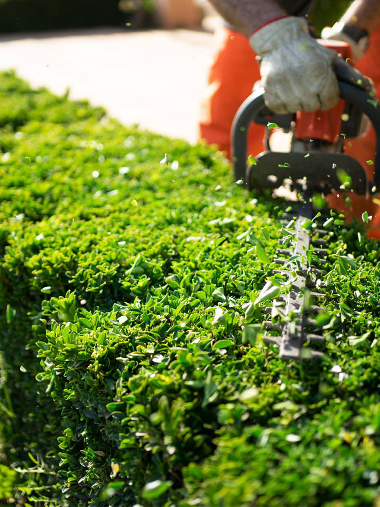 Hedging Melbourne